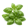 Basil