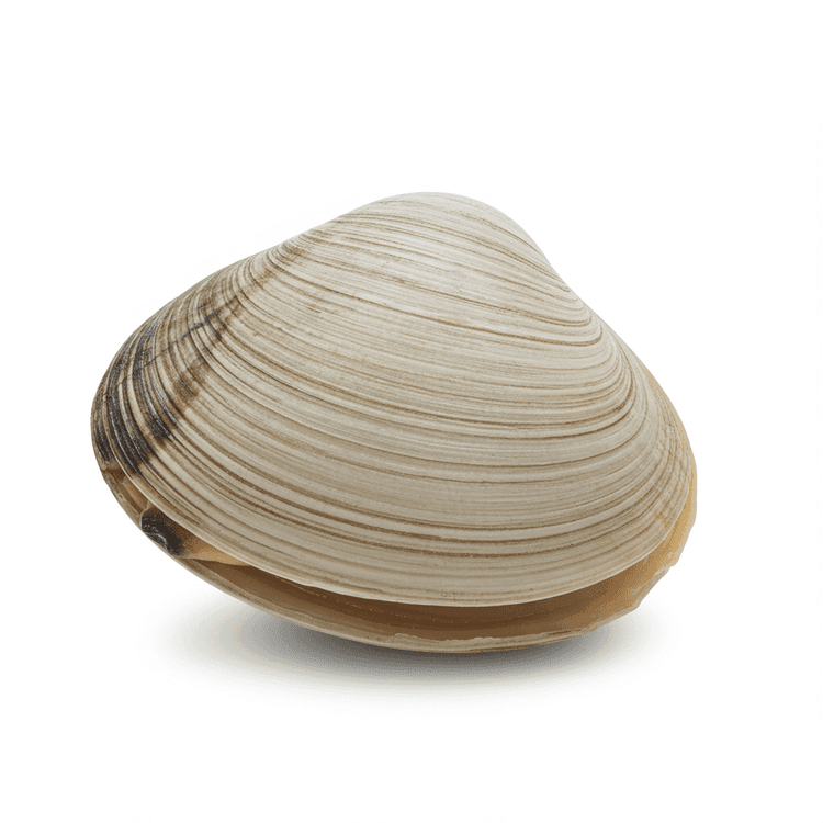 clam