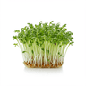 Choice of fresh cress