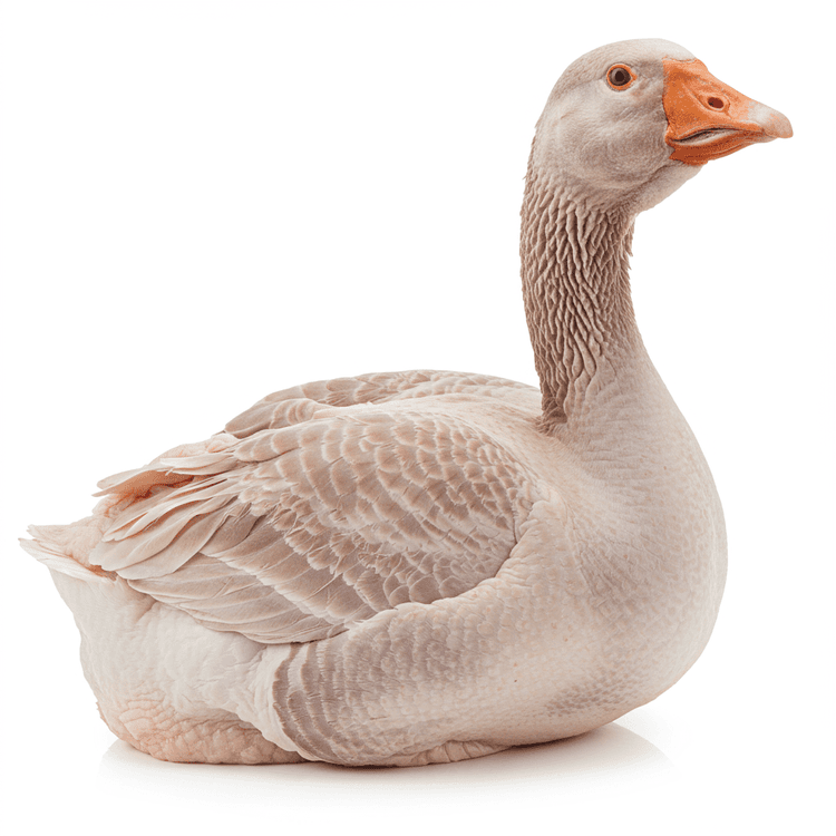 goose