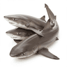 baby Shark pieces