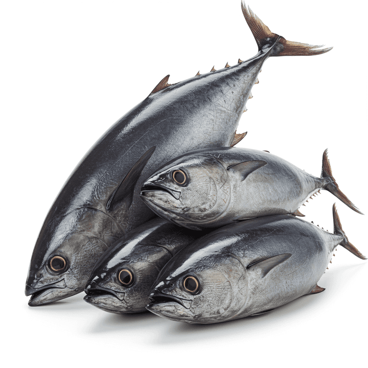 tuna