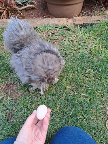 emmabrolloxon's profile picture