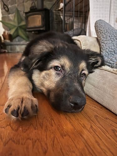 veggiemama's profile picture