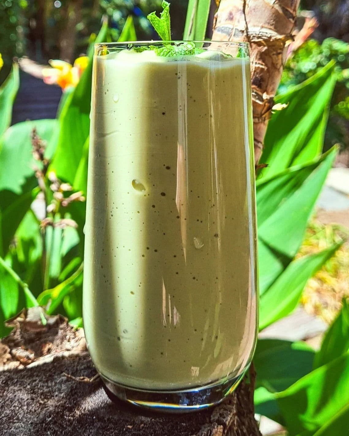 Creamy Avocado Smoothie recipe