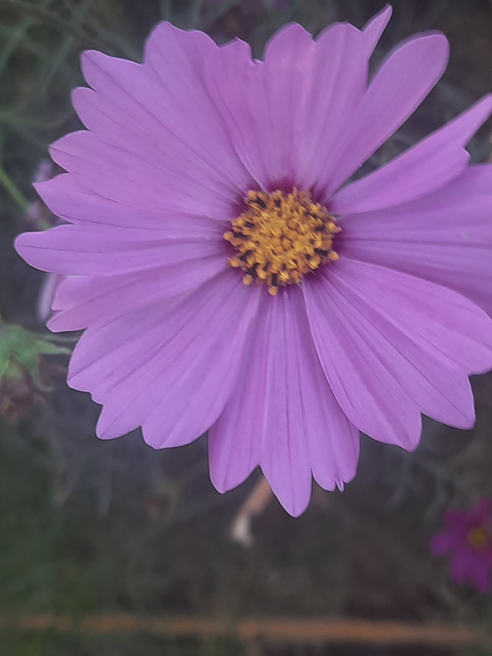 lucyjackson4ever's profile picture