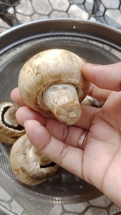 Sun-Dried Button Mushrooms for Perfect Starters  recipe