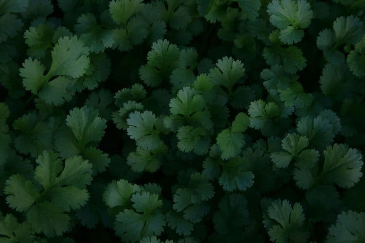 India is the largest coriander producer in the world.
