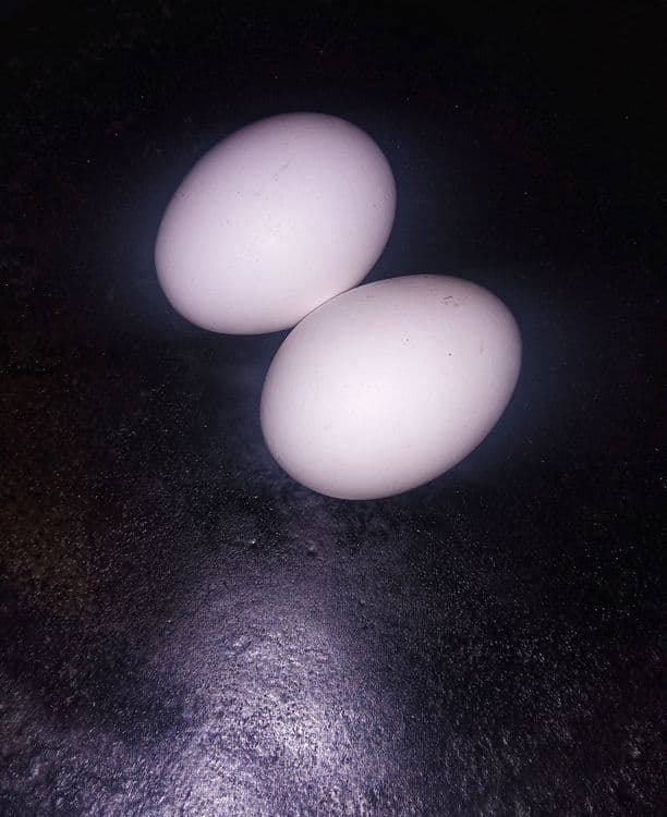 Egg Fry recipe