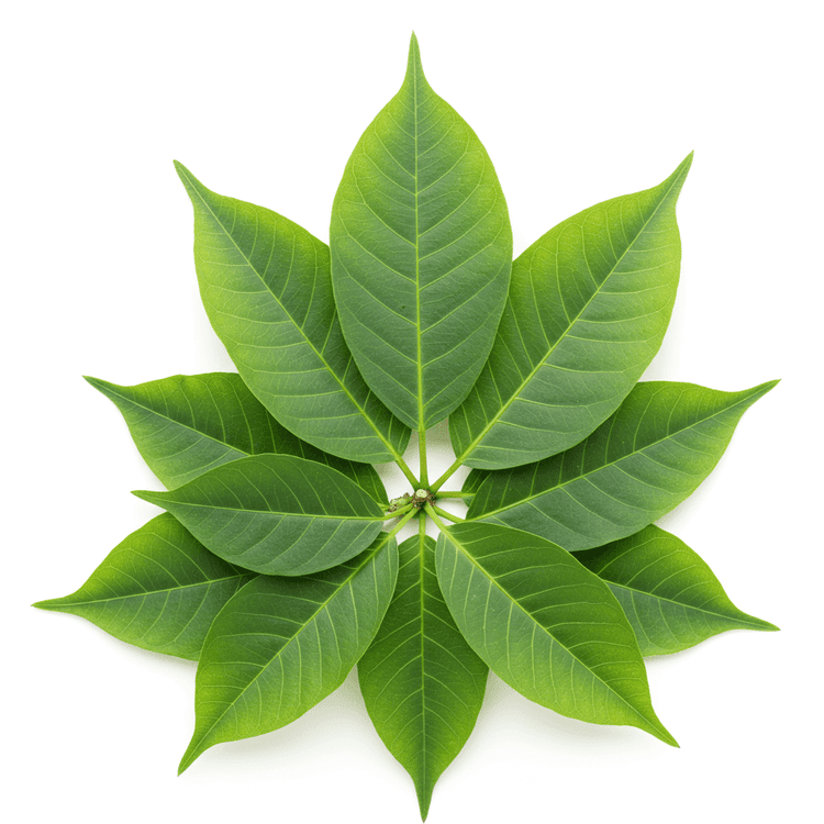 Afang Leaves