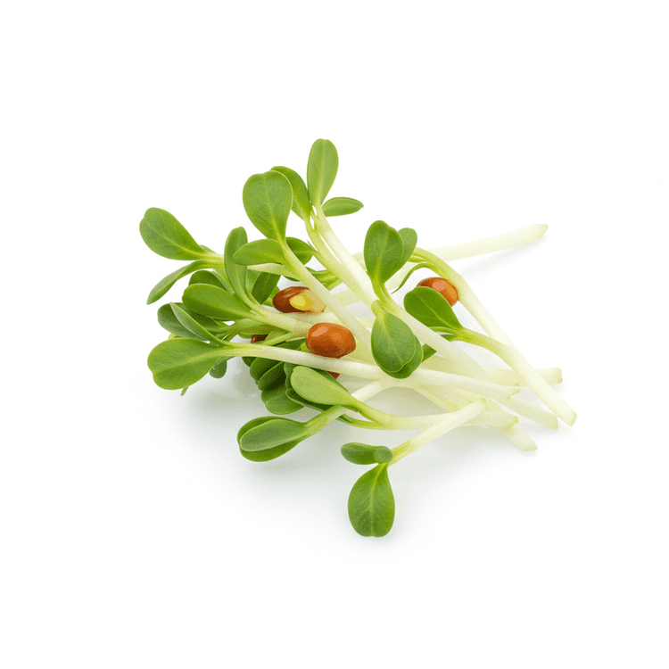 alfalfa sprout