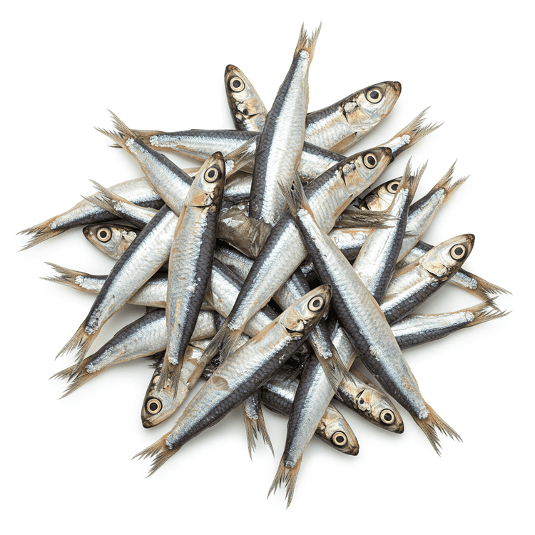 anchovy
