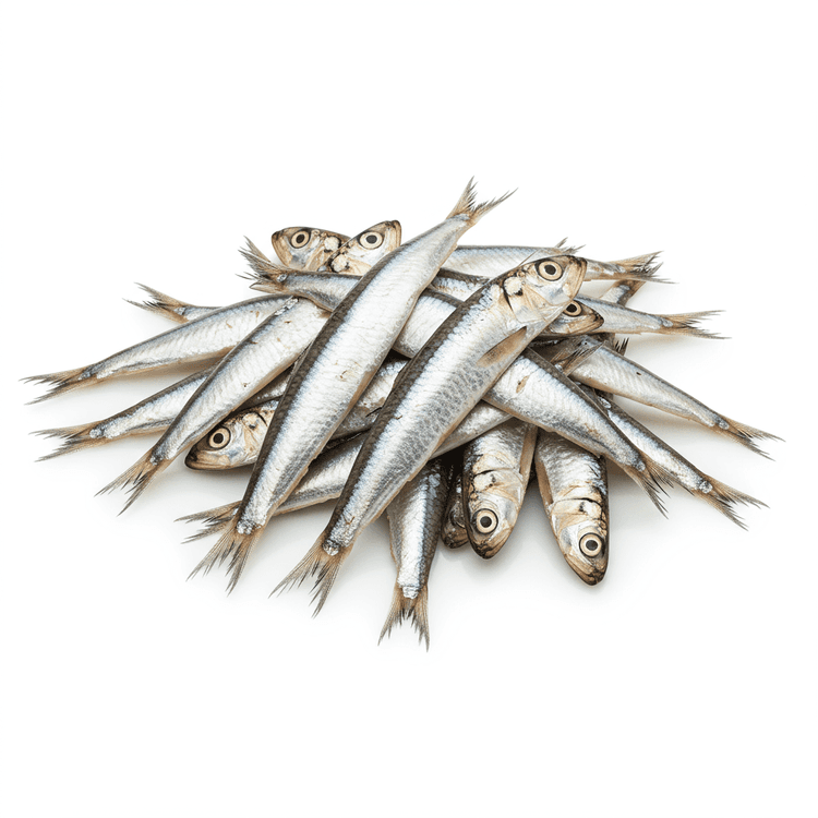 Anchovy