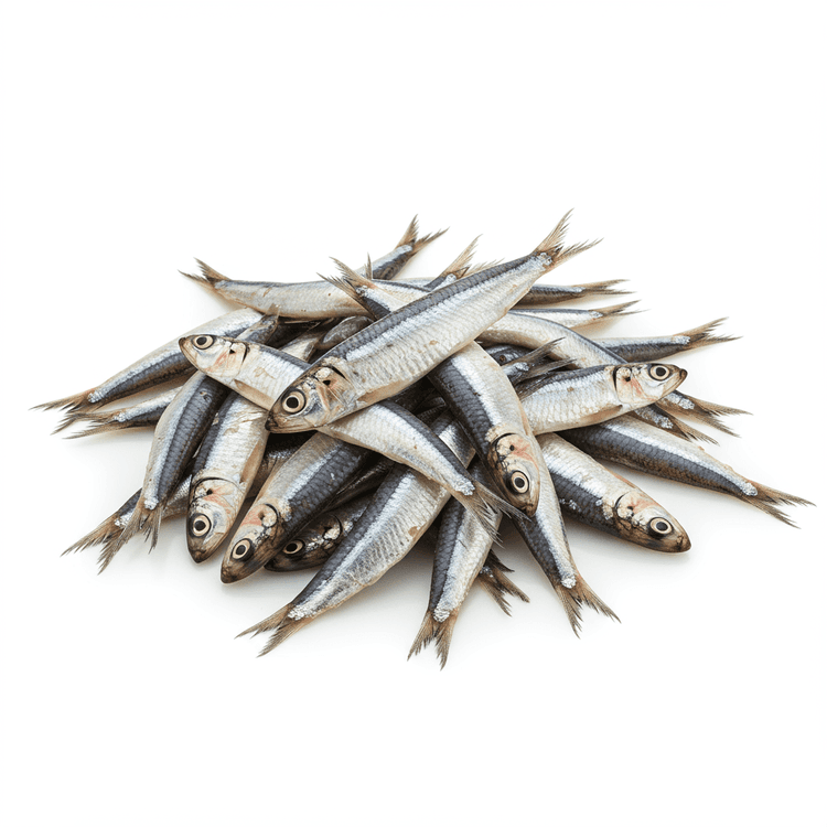 anchovy