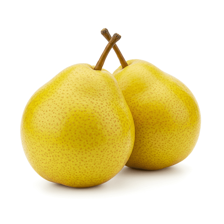 anjou pear