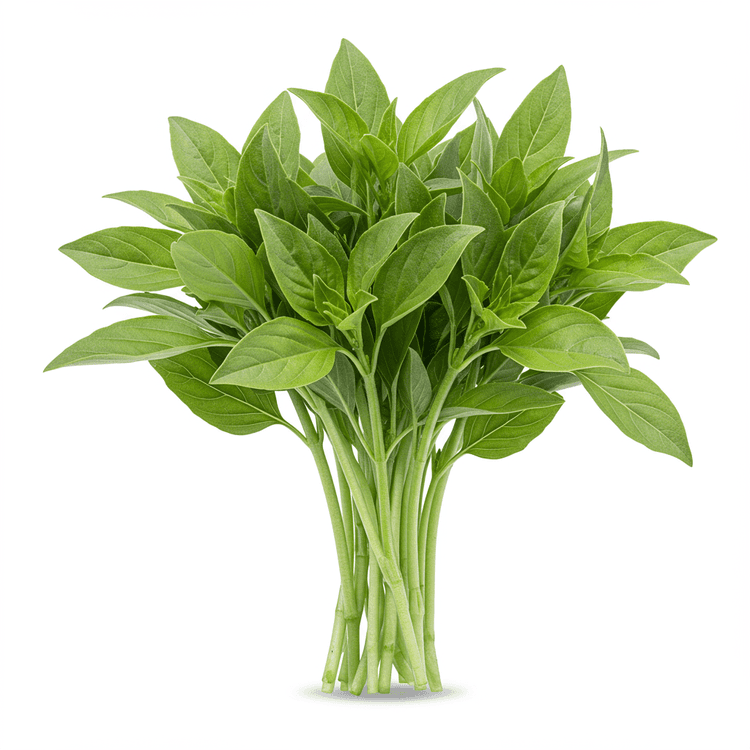 Asian Basil