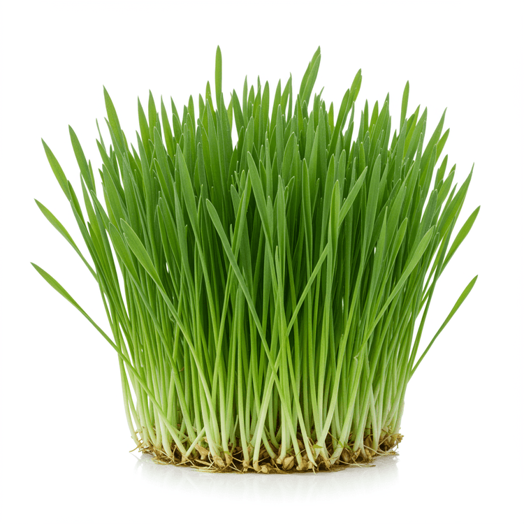 barley grass