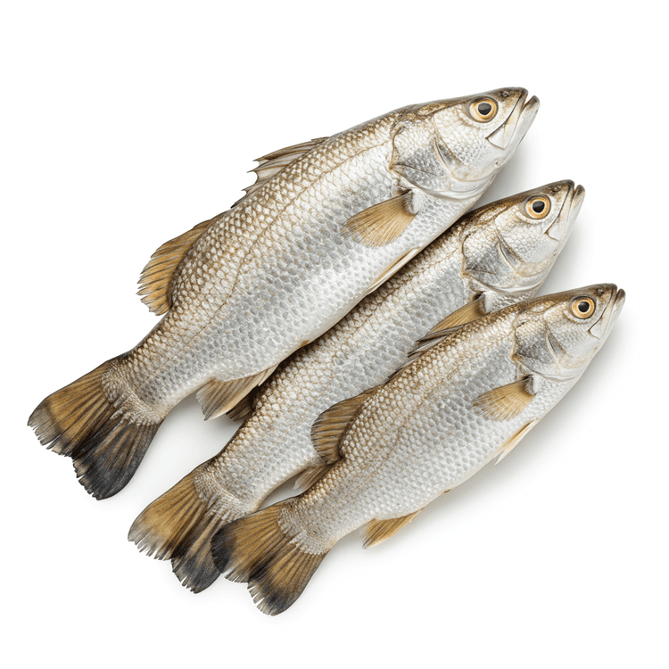 Barramundi