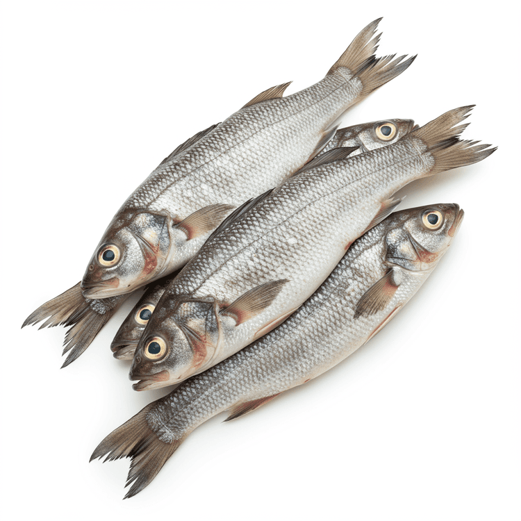 basa fish