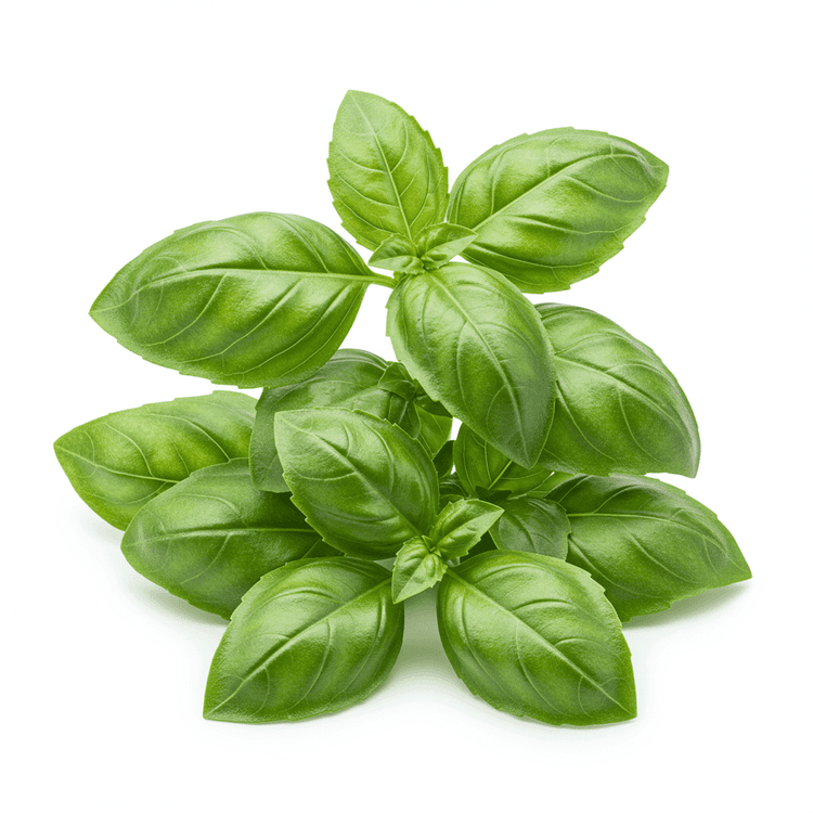 basil