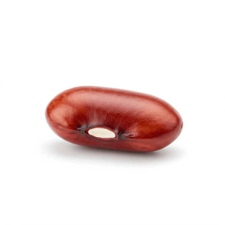 Bean