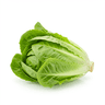 Bibb lettuce