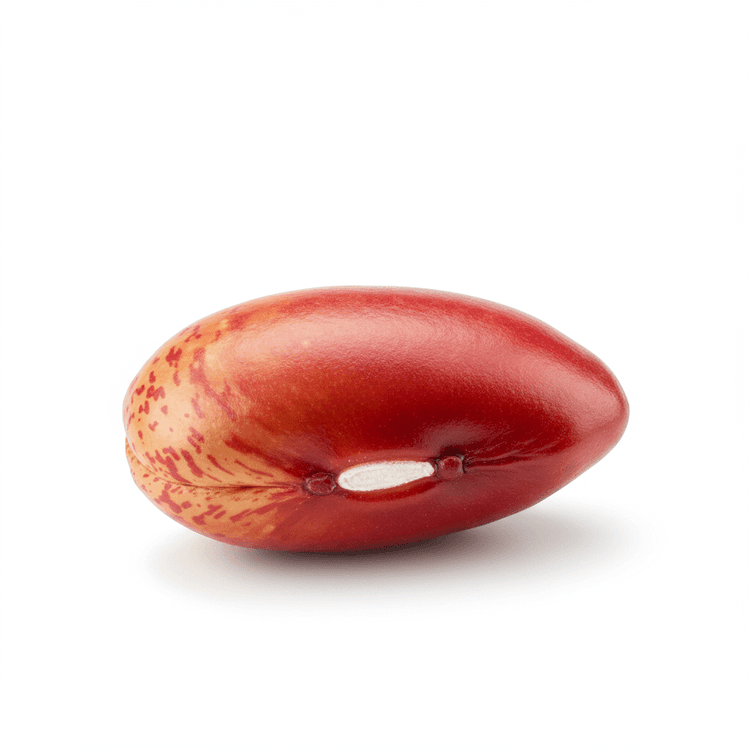 Borlotti Bean