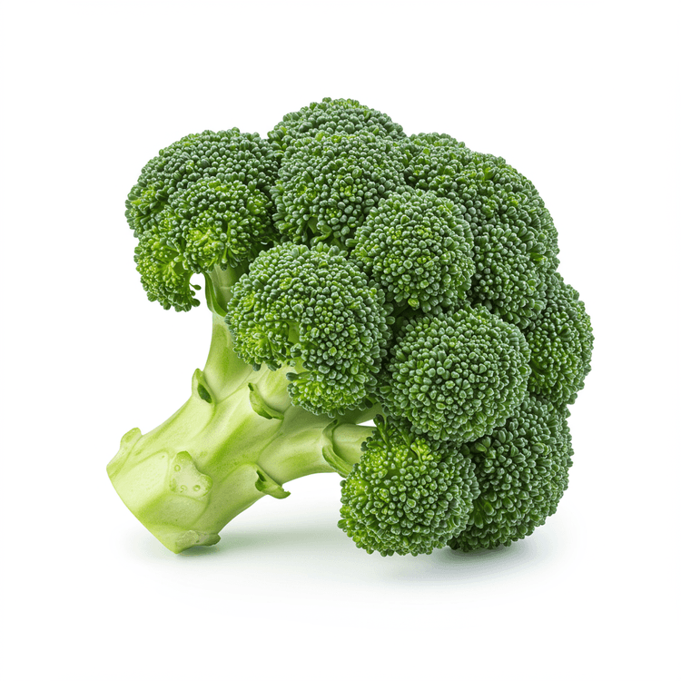 Broccoli Sprout