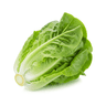 Butter Lettuce