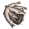 Catfish