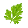 celery leaves