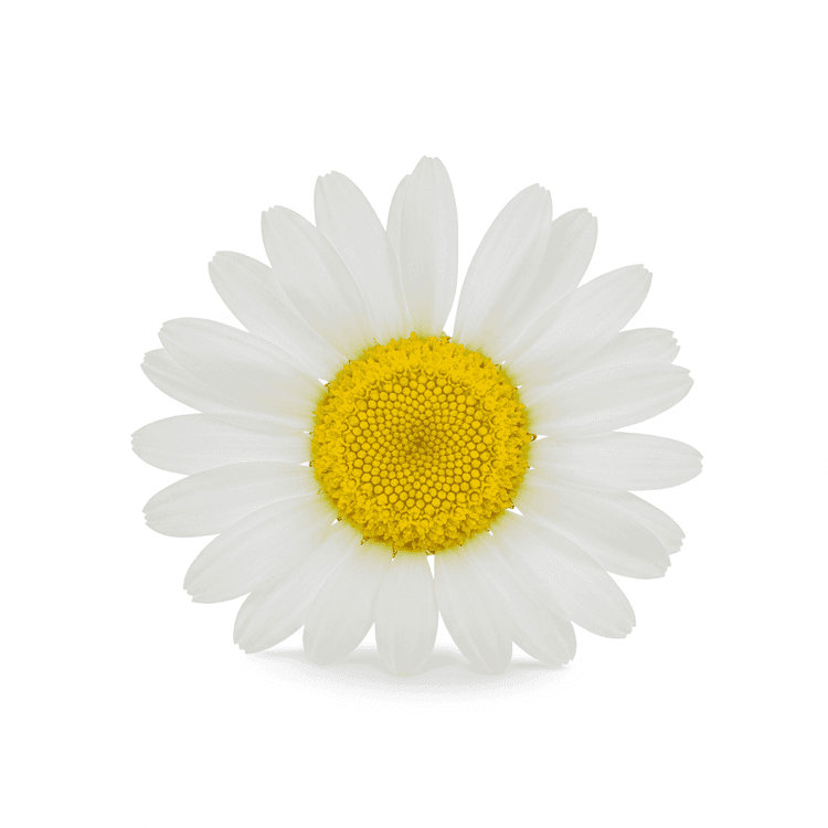 chamomile