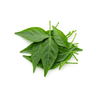 chili leaves (dahon ng sili) or malunggay leaves