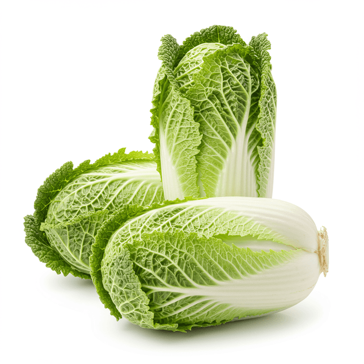 Chinese Cabbage