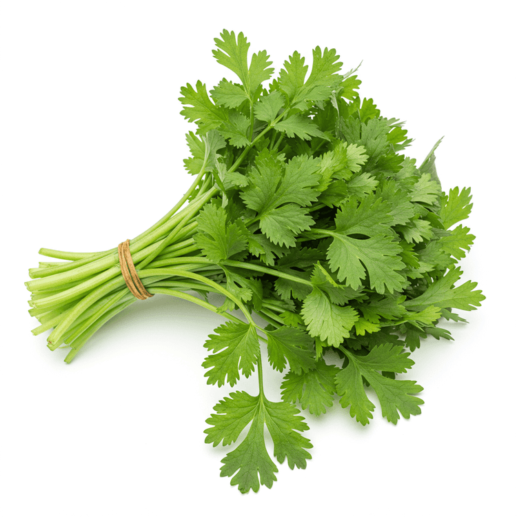 cilantro