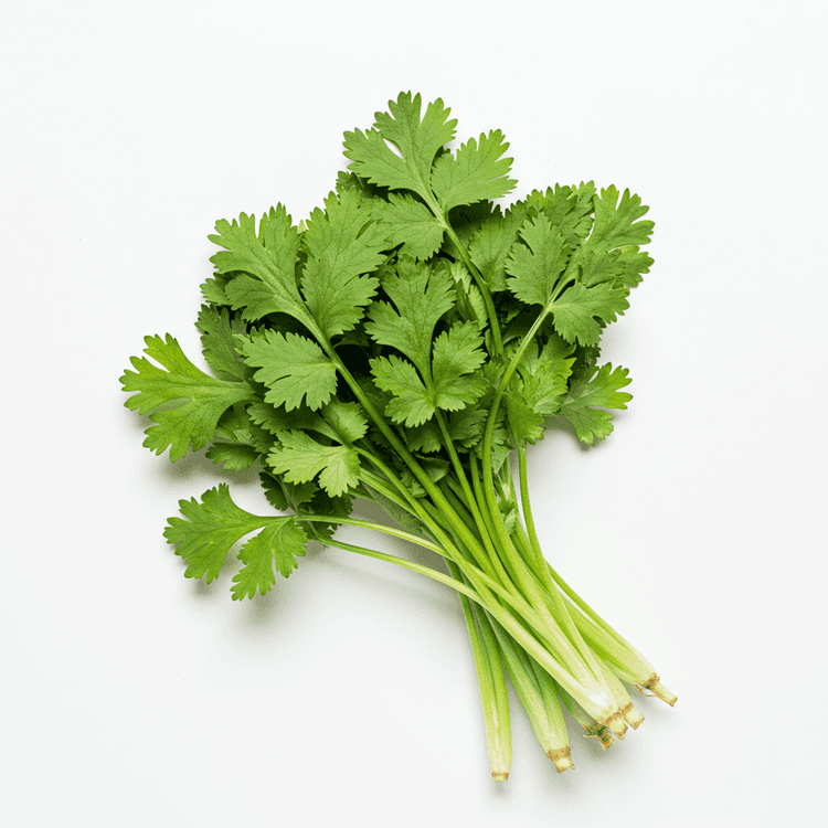 cilantro