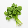 cilantro roots