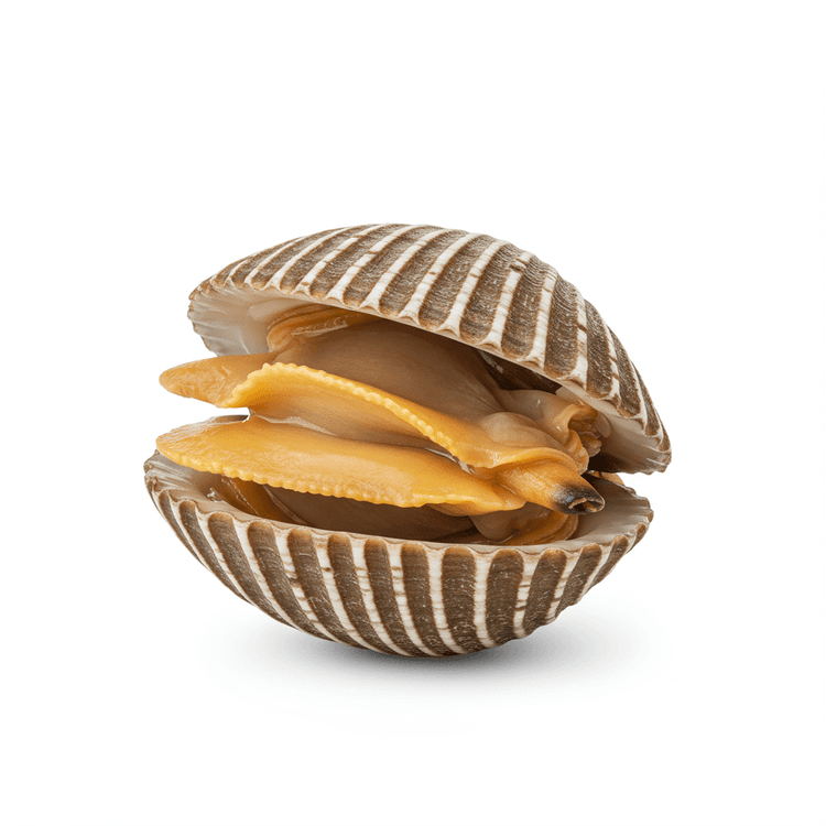 cockle