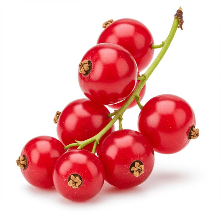 dried red currant