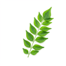 Curry leaves (chopped)