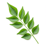Curry leaves