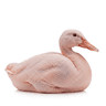 duck breast (500 grams)