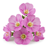 edible flowers microgreens