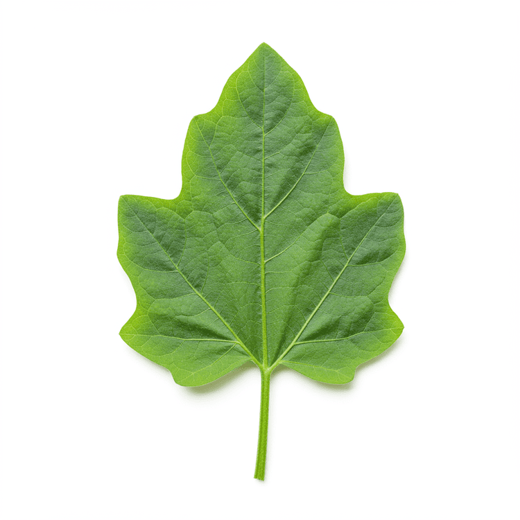 Eggplant Leaf