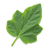 handful garden egg leaf
