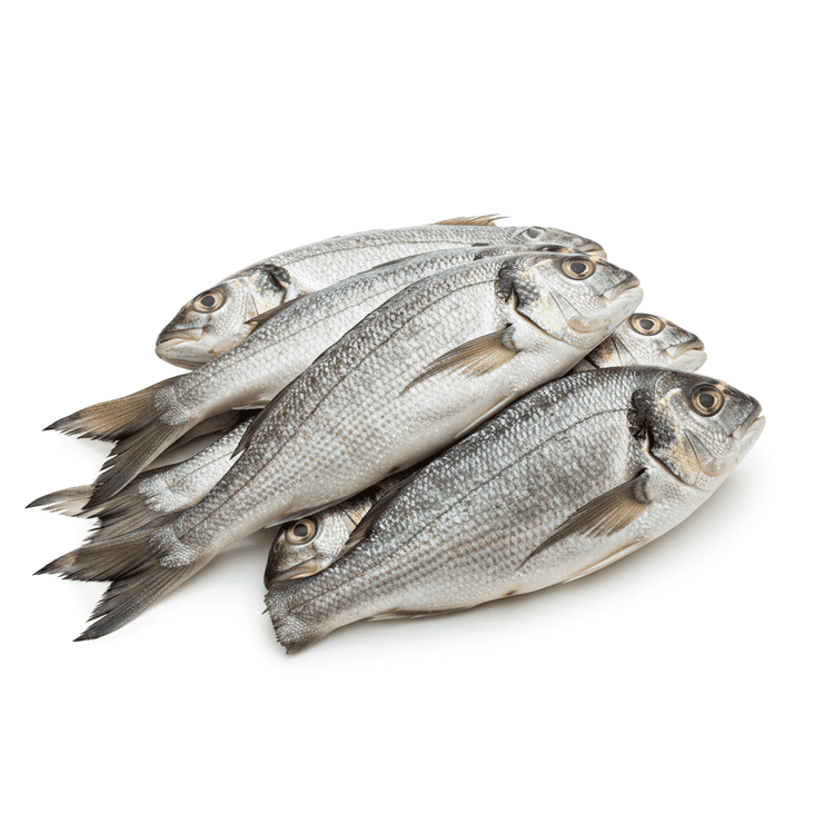 fish