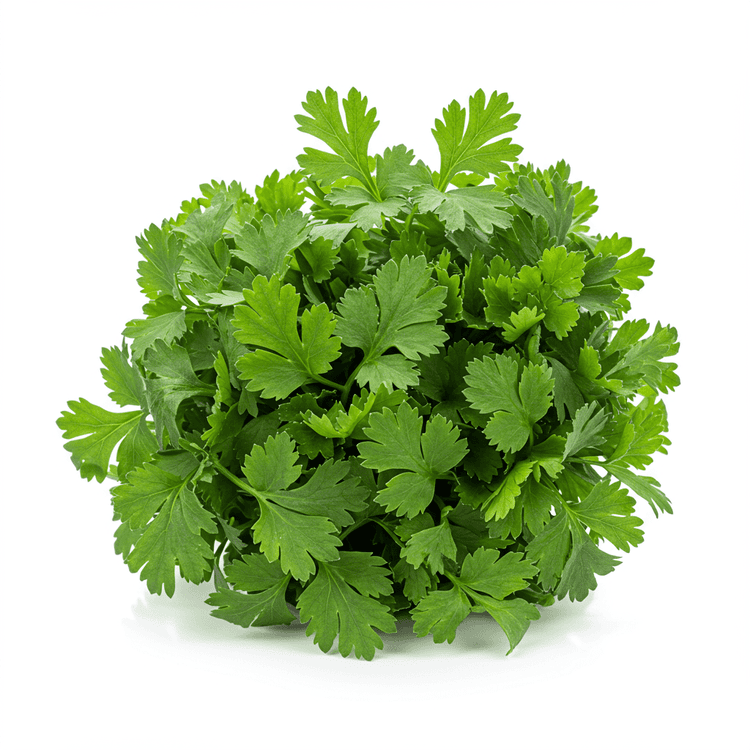 fresh herb