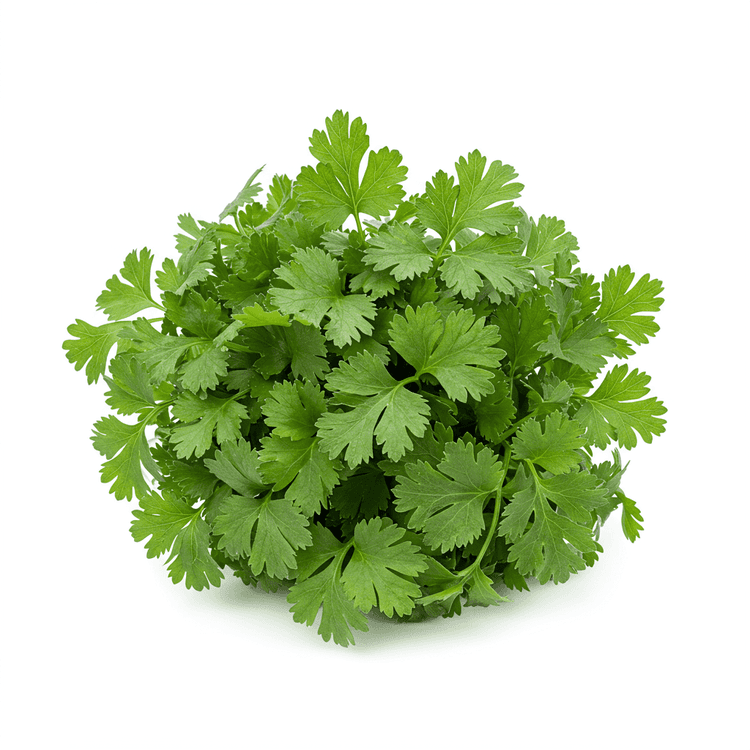 fresh herb