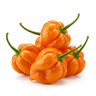 ghost pepper