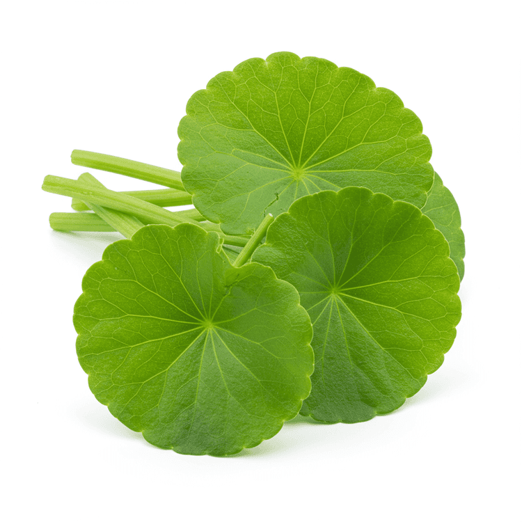 gotu kola